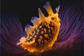 Colorful cute nudibranch sea slug strange marine life
