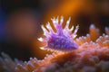 Colorful cute nudibranch sea slug strange marine life