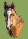 Hand drawing horse portrait vector 29 Royalty Free Stock Photo