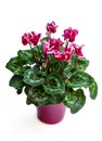 Colorful cyclamen flower in clay pot isolated on white Royalty Free Stock Photo