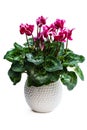 Colorful cyclamen flower in clay pot isolated on white Royalty Free Stock Photo