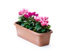 Colorful cyclamen flowers in rectangular pot isolated on white Royalty Free Stock Photo