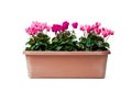 Colorful cyclamen flowers in rectangular pot isolated on white Royalty Free Stock Photo