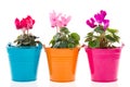 Colorful Cyclamen in row pots Royalty Free Stock Photo