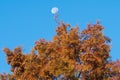 Colorful Cypress Tree with the Moon Attached to Its Top