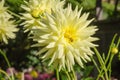 Colorful dahlia flower with bee Royalty Free Stock Photo