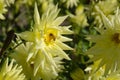 Colorful dahlia flower with bee Royalty Free Stock Photo