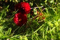 Colorful dahlia flower with morning dew drops Royalty Free Stock Photo