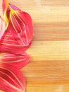 Colorful dahlia flower petals line