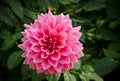 Colorful dahlia flower pink in autumn garden