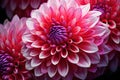 Colorful dahlia flower with pink and white petals, Uncover the beauty of flowers with AI macro photography, capturing intricate Royalty Free Stock Photo