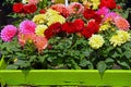 Colorful dahlia flower pots