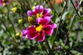 Colorful Dahlia flowers in bloom with bee