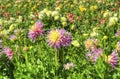 Colorful Yellow Dahlia flowers in bloom