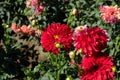 Red Dahlia flowers in bloom