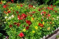 Colorful dahlia flowers on flower bed