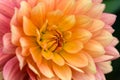 Colorful dahlia macro Royalty Free Stock Photo