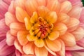 Colorful dahlia macro Royalty Free Stock Photo