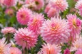 colorful of dahlia pink flower in Beautiful garden