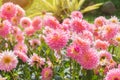 colorful of dahlia pink flower in Beautiful garden