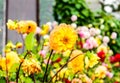 Colorful dahlias on a flower bed in the garden in summer. Royalty Free Stock Photo