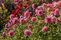 Colorful dahlias flowerbed Royalty Free Stock Photo