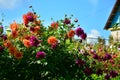 Colorful dahlias Royalty Free Stock Photo