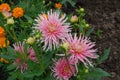 Colorful dahlias in the garden Royalty Free Stock Photo