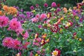 Colorful dahlias garden Royalty Free Stock Photo