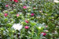 Colorful dahlias growing in the garden Royalty Free Stock Photo