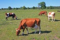 Cows on rural meadow