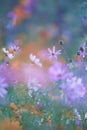 Colorful daisies in blue background