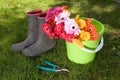 Colorful daisies in bucket on lawn - yardwork Royalty Free Stock Photo