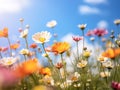 Colorful daisies on the field, blue sky background Royalty Free Stock Photo