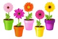 Colorful Daisies In Pots Royalty Free Stock Photo