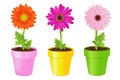 Colorful Daisies In Pots. Vector Royalty Free Stock Photo