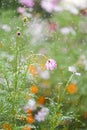 Colorful daisies in green background