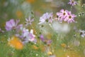 Colorful daisies in green background