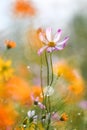 Colorful daisies in warm background