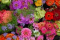 Colorful daisy flowers