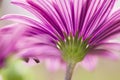 Colorful daisy in full bloom