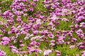 Colorful daisy in full bloom