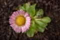 Colorful daisy with rain drops. Beautiful little flower in magnification Royalty Free Stock Photo