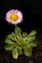 Colorful daisy with rain drops. Beautiful little flower in magnification