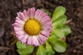 Colorful daisy with rain drops. Beautiful little flower in magnification Royalty Free Stock Photo