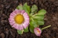 Colorful daisy with rain drops. Beautiful little flower in magnification