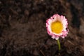 Colorful daisy with rain drops. Beautiful little flower in magnification