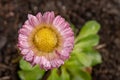 Colorful daisy with rain drops. Beautiful little flower in magnification Royalty Free Stock Photo