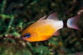 Colorful damselfish