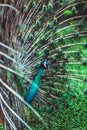 Colorful indian male peacock and its colorful tail Royalty Free Stock Photo